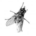 The use of fly parasites, ophyra (hydrotea or dump flies). Bulletin 5002 Integrated Pest Management For Fly Control In Maine Dairy Barns Cooperative Extension Publications University Of Maine Cooperative Extension