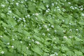 While it can grow in many different places, it is typically found in lawns, especially. Pulling Garlic Mustard Will Help Control The Invasive Weed At Land Conservancy Nature Preserves