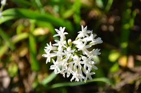 Image result for Tulbaghia fragrans