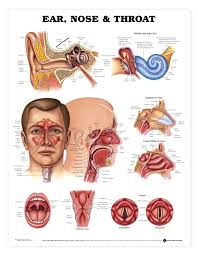 Ear Nose Throat Anatomical Chart