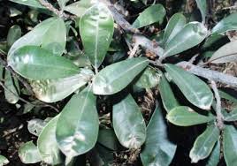 Image result for Englerophytum