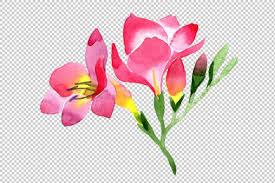 Pink Freesia Flower Watercolor Png Graphic By Mystocks Creative Fabrica