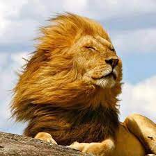 Pin By H E I D I On I Like Animals Animals Wild Cats Lions