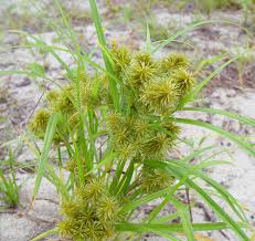Image result for Cyperus deciduus