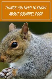 Image result for squirrel poop
