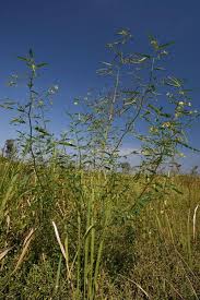 Image result for Aeschynomene leptophylla