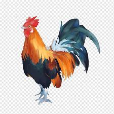 Untuk mempelajari lebih lanjut ayam bakar templat,grafik atau file vektor latar belakang untuk mendesain unduh gratis untuk anda dalam bentuk psd,png,eps atau ai,silakan kunjungi pikbest White Rooster Cornish Chicken Kuroiler Broiler Chicken Tikka Masala Mandi Chicken Food Animals Chicken Meat Png Pngwing