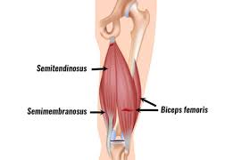 On his podcast brian windhorst & the hoop collective. Hamstring Strain Pulled Hamstring Sportsinjuryclinic Net
