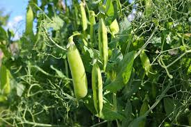 Erbsen Pflanzen Und Erfolgreich Selbst Anbauen Plantura