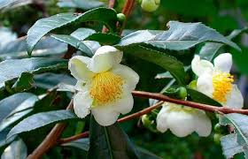 Image result for Camellia sinensis