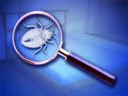 Group to offer bed bug training class