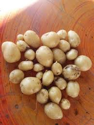 Tutup benih kentang dengan sedikit tanah. Cara Tanam Ubi Kentang