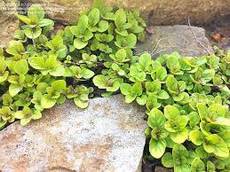 Fast next day shipping on golden oregano plants. Plantfiles Pictures Origanum Golden Oregano Aureum Origanum Vulgare By Ozarkmaid