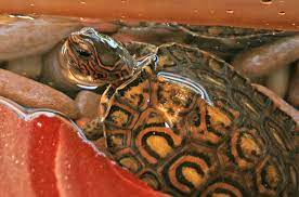 We did not find results for: Central American Wood Turtle Information And Pictures Petguide