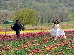 The weather in jammu and kashmir during this time is bearable and pleasant cold. Kashmir Tulip Festival 2021 A Must To Visit Event In Srinagar