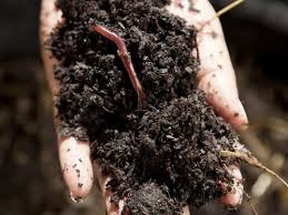 Vers De Compost Role Et Choix D Especes Ooreka