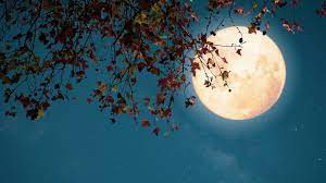 A colloquial expression used to describe a cryptocurrency or other asset that is experiencing a strong upward market trend. What Does Mooning Mean In Cryptocurrency Mywallethero