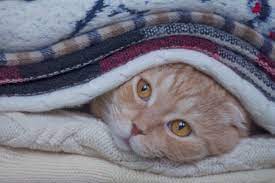 Why Is My Cat Shivering Cuteness