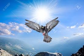 The white dove is a beautiful bird with an even more beautiful symbolism. Angel Bird In Heaven Dove In The Air With Wings Wide Open Stock Photo Picture And Royalty Free Image Image 133872125
