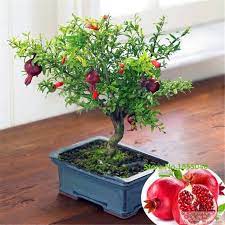 Pomegranate Seeds Four Seasons Plant Potted Garden 20pcs Bonsai Plants Bonsai Seeds Succulent Tree