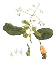 Image result for Anacardium occidentale