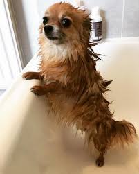 See full list on petguide.com Brown Pomeranian Mix With Chihuahua Novocom Top