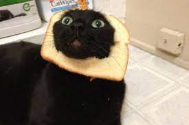 I See Bread People Cats Cat Bread Cat Memes
