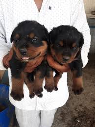 To know more about pet adoptions in patna connect with and ask the local community of animal lovers and pet owners. Buy Pug At 13000 And Rottweiler Pup At 11000 In Patna Dog Lovers Blog