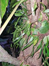 Image result for Pyrrosia schimperiana