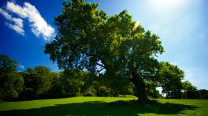 Check spelling or type a new query. 40 Hd Tree Wallpapers Backgrounds For Free Download