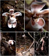 Image result for Didymoplexis