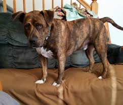 Do other readers have experience of thyroid cancer treatments with their dogs and how long can i expect her to live happily without treatment? My Dog With Hypothyroidism Still Having Symptoms That Is Worrisome Where Should I Go Next Thanks For Your Suggestions Askvet