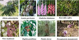 Image result for Thomandersia hensii