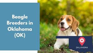 Instead of getting a furry new related: 5 Beagle Breeders In Oklahoma Ok Beagle Puppies For Sale Animalfate