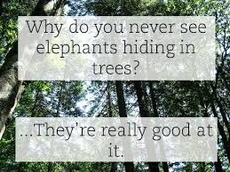 Why Do You Never See Elephants Hiding In Trees Stupid Jokes Silly Jokes Jokes
