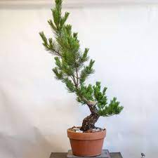 Some seeds also require precisely controlled conditions for germination. Pin On Pine Bonsai Development