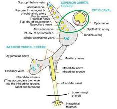 Structures Passing Through Superior Orbital Fissure And Inferior Orbital Fissure Anatomy And Physiology Textbook Nerve Anatomy Anatomy