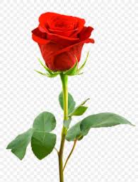 Desktop Wallpaper Rose Flower Drawing Png 1000x1319px Single Rose Flower Png 820x1081 Wallpaper Teahub Io If you like, you can download pictures in icon format or directly in png image format. desktop wallpaper rose flower drawing
