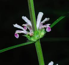 Image result for Leonurus japonicus