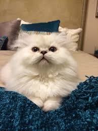 Why buy a kitten for sale if you can adopt and save a life? Traditional Doll Faced Persian Kitten Blue Lynx Point Scout Persiankittenpals Com Kitten Persian Kittens For Sale Persian Kittens Kittens