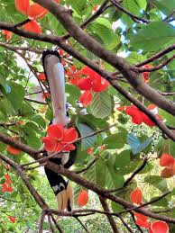 Image result for Sterculia rogersii