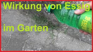 Maybe you would like to learn more about one of these? So Wirkt Essig Im Garten Auf Unkraut Das Passiert Wenn Du Im Garten Essig Benutzt Youtube