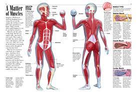 There are some 700 named muscles in the body, and other smaller muscle tissues that are part of. Muscles Kids Discover