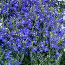 Image result for Lobelia minutula