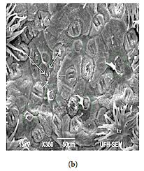 Image result for Phragmanthera capitata