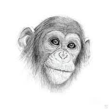 Monkey Jungle Drawing A Chimpanzee Not Monkeying Around By Stacey May Jungle Drawing Pencil Drawings Of Animals Monkey Drawing
