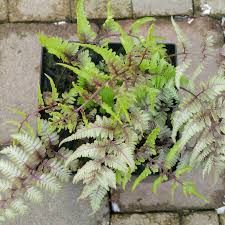 2021 john deere 5065e w/ loader. Athyrium Niponicum Var Pictum Japanese Painted Lady Fern In Gardentags Plant Encyclopedia