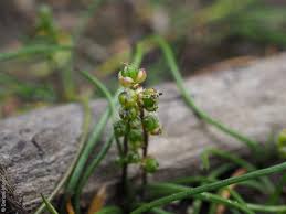 Image result for Triglochin striata