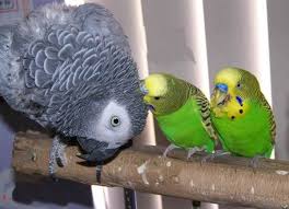 African Greys Love To Socialize African Grey Parrot Budgies Bird Budgies