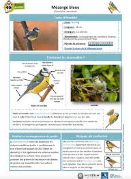 Une alimentation riche pour satisfaire une grande variété d'oiseaux. Samedi 26 Et Dimanche 27 Janvier Comptage Des Oiseaux Des Jardins Apcv De Ledenon